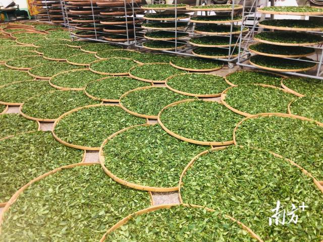 晒青，制作潮州凤凰单丛茶的第一步。