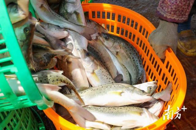 产自珠海市斗门区的白蕉海鲈。