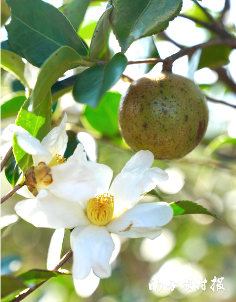 油茶果与花同期
