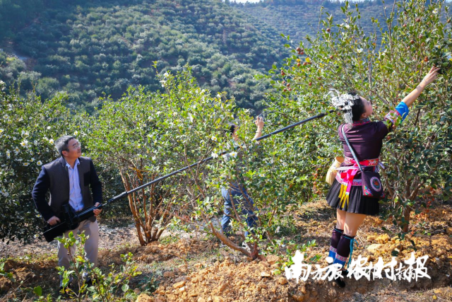 机械采果逐渐应用到侗乡油茶采收中