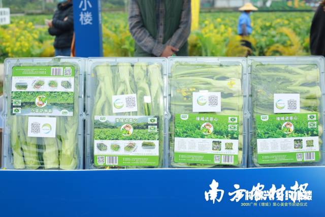 往届小楼镇菜心美食文化节上展出的增城迟菜心菜薹