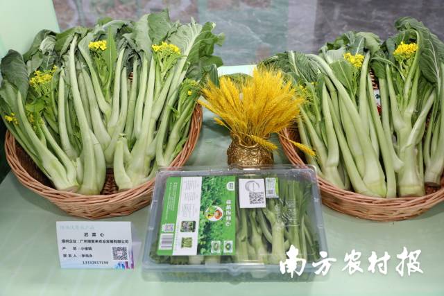 深受消费者喜爱的增城迟菜心菜薹