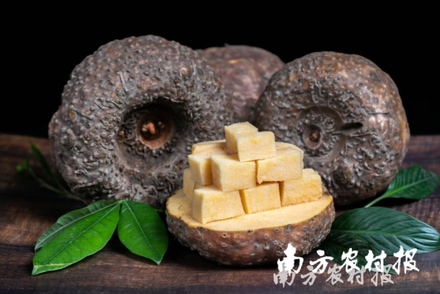 清远佛冈水头魔芋。