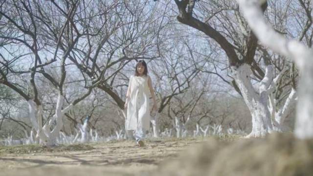 元旦广州梅花初开，漫山遍野美过下雪！