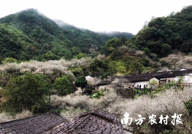 揭西县打造万梅谷文化小镇，融合农旅资源资源。