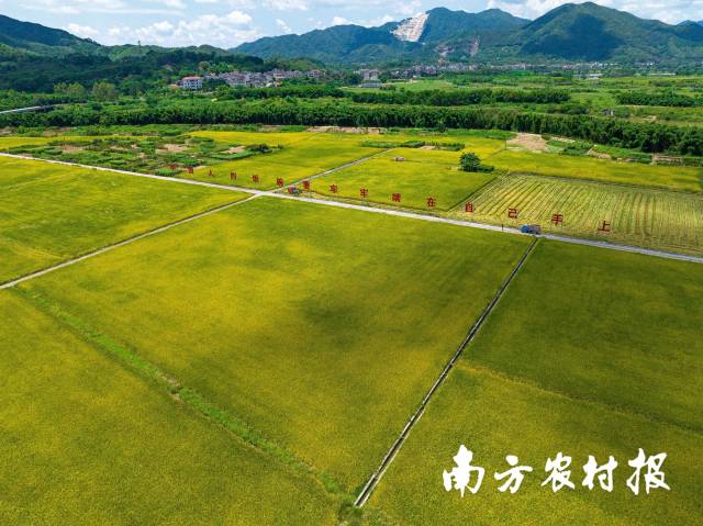 2023年，揭西县稳住粮食生产“基本盘”，早晚造水稻播种面积30.40万亩。