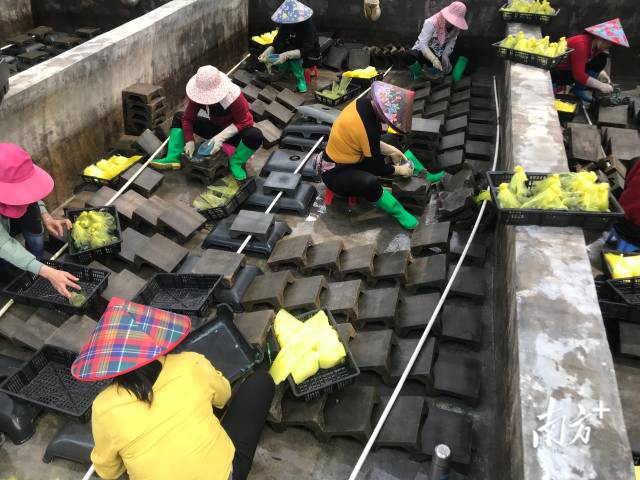 惠来县华深水产养殖有限公司鲍鱼养殖基地内，工人们忙着分拣鲍鱼