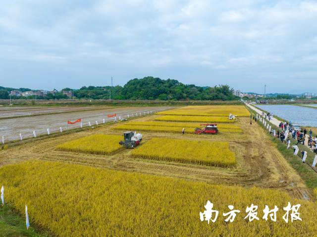 近年来，广东各地通过建设高标准农田、开展撂荒地整治、提升耕地地力等政策措施，确保良田粮用。