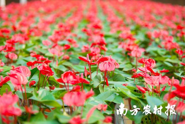 从化花卉国家现代农业产业园生产的小娇红掌，在全国拥有广阔市场