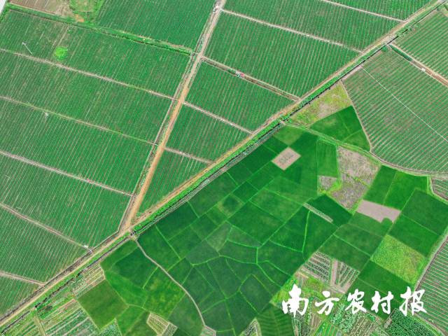 丰饶的肇庆怀集大地上遍布高标准农田。