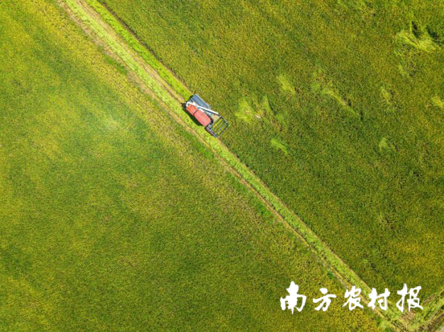 揭阳市揭西县水稻种植基地。