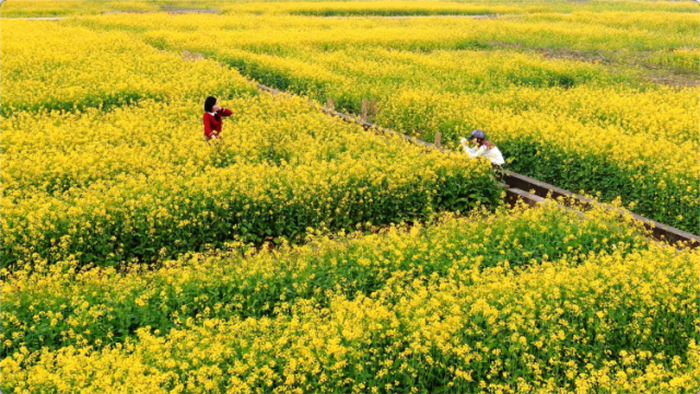 请到广东韶关过大年！武江水口村千亩油菜花盛放