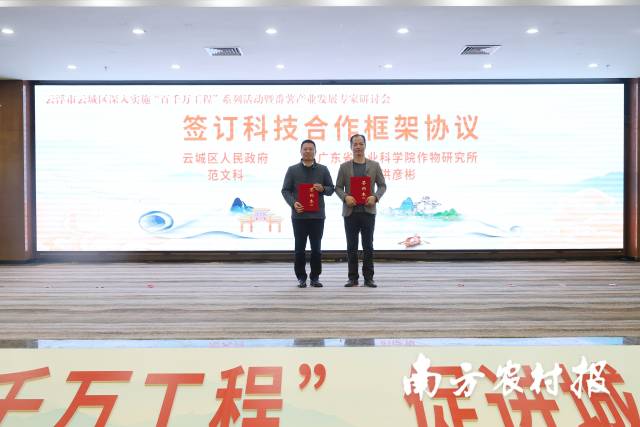 2024年1月，为推进番薯产业高质量发展，云城区与广东省农科院作物所签订科技合作框架协议