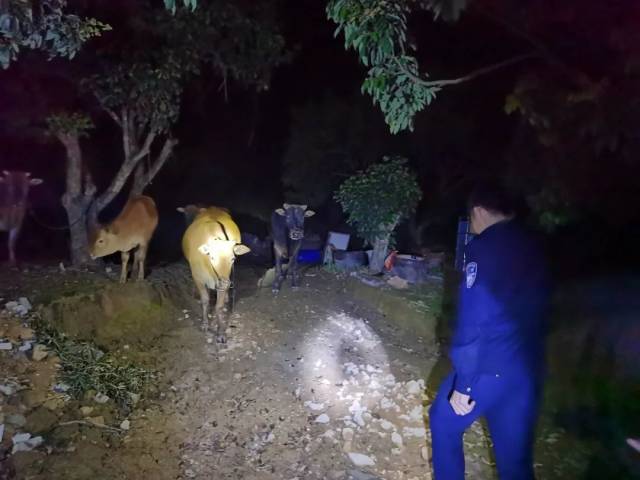 【我为群众办实事】饶平公安连夜寻回6头黄牛，许伯专门写信致谢！