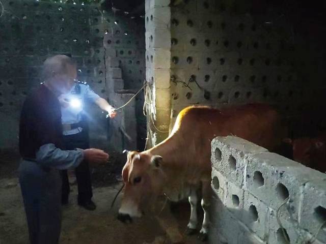 民生无小事，树仔所帮群众找回两头失牛