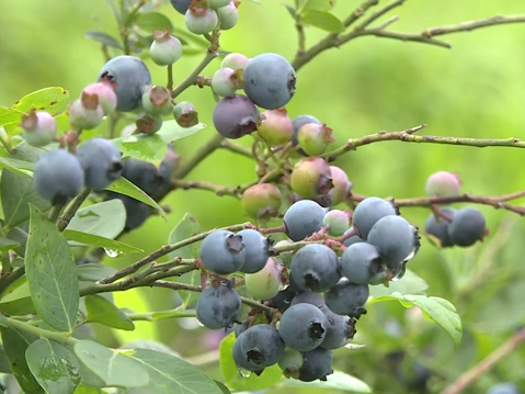 东源:“小蓝莓”做成“大产业” 描绘乡村振兴新图景