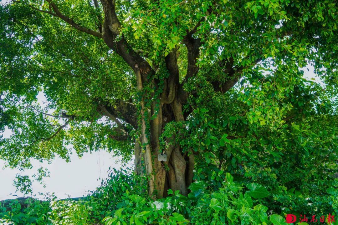 梅陇凤山林200年的榕树。
梅陇凤山林200年的榕树。