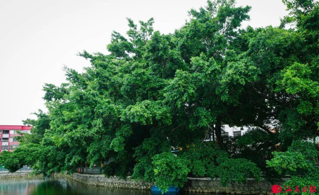 海城南湖边150年的榕树。
海城南湖边150年的榕树。