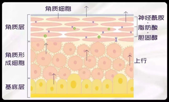 什么是光电治疗光子嫩肤、4D激光……变美项目很哇塞，不懂这个就白搭~_https://www.jmylbn.com_新闻资讯_第3张