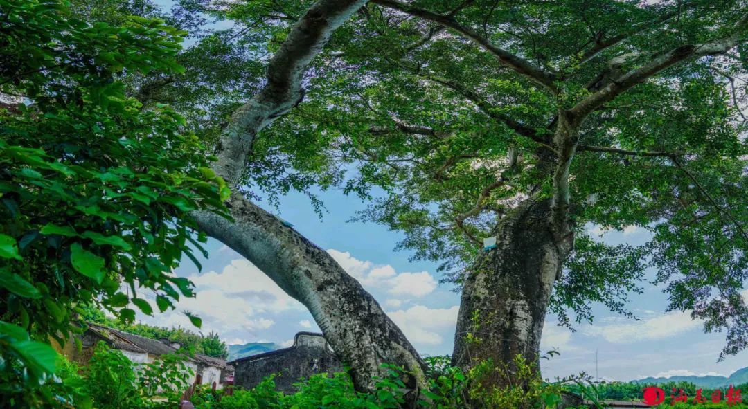 梅陇将军帽130年的榕树。
梅陇将军帽130年的榕树。