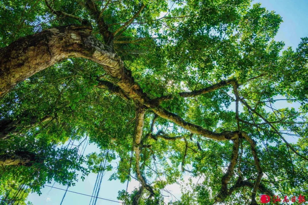 梅陇水口280年的榕树。
梅陇水口280年的榕树。