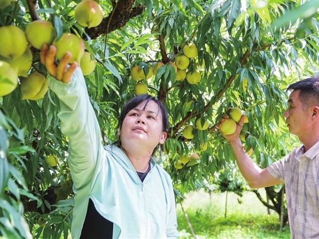 东源县上莞镇积龙径：鹰嘴蜜桃迎丰收 市民采摘正当时