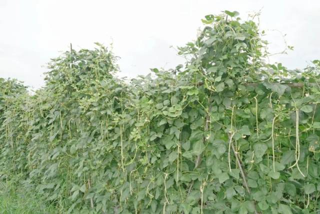 农产品种植合作社：现代农业的新航标