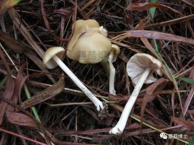【科普】一盘“冒牌”荔枝菌，放倒两个人！认识和不认识野生菌的人都沉默了……_南方+_南方plus
