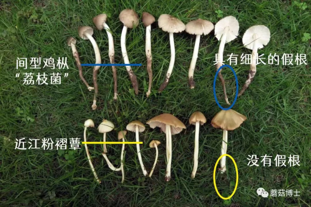 【科普】一盘“冒牌”荔枝菌，放倒两个人！认识和不认识野生菌的人都沉默了……_南方+_南方plus