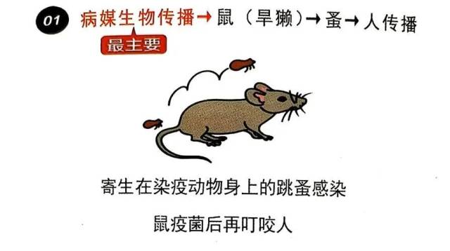 无症状感染者不具有传染性。 败血型鼠疫、腺肿发生破溃的腺鼠疫患者等也可作为传染源。3传染途径 鼠疫的