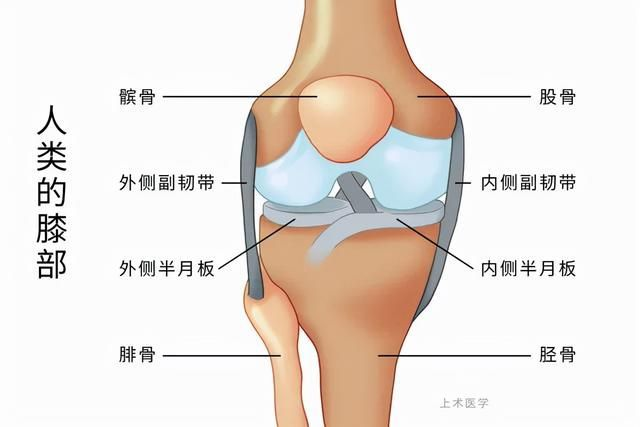 膝关节骨关节炎，您需了解的常见病！