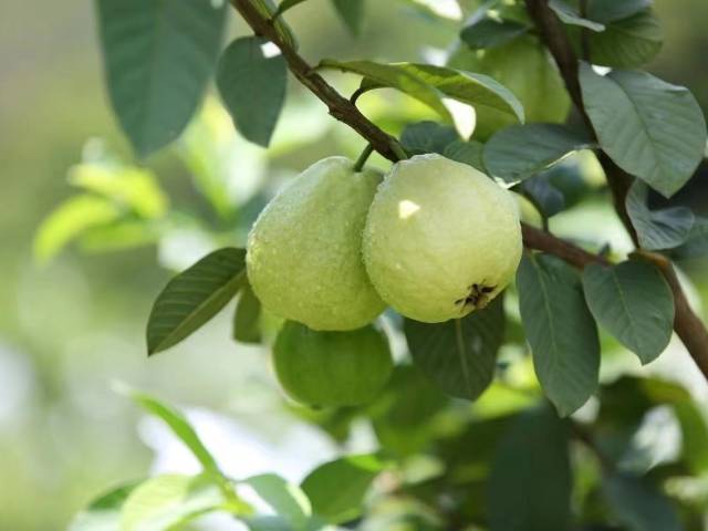 【新安新农人】张健峰：返乡种果“活”荒地，水果种出致富路