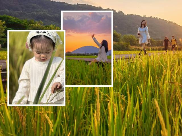 100%出片！从化稻田绝美秋色已上线，限时打卡！