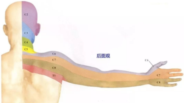 什么是显微镜手术“镜”显神通 精益求精——显微镜下的颈椎手术_https://www.jmylbn.com_新闻资讯_第5张