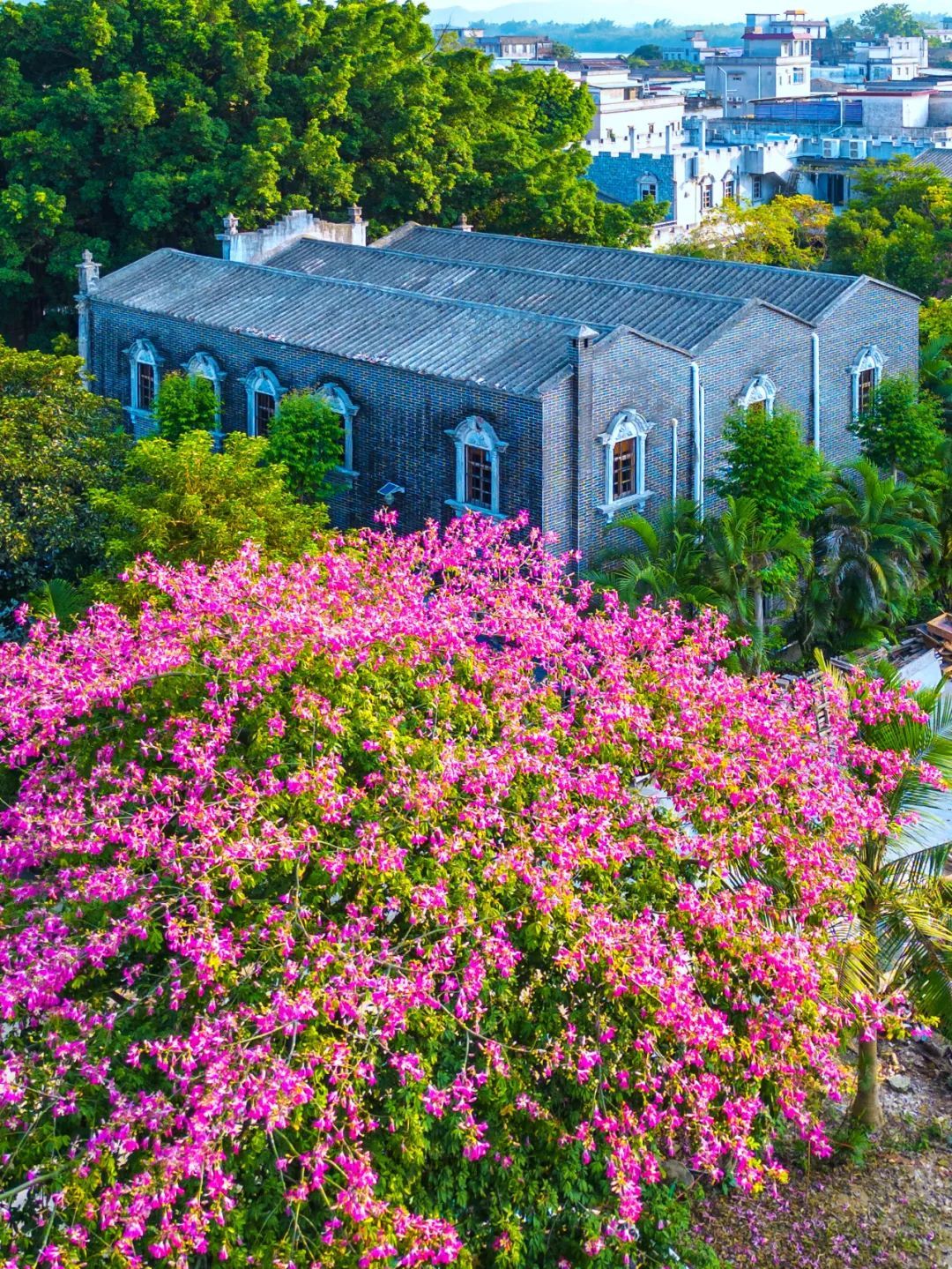 彭伟宗 摄 彭伟宗 摄