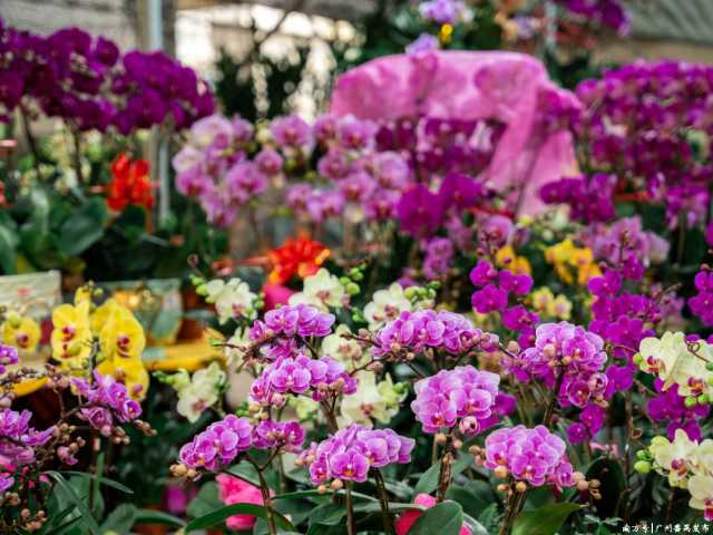 chill好玩、chill好拍！2024番禺花市这些“显眼包”闪到我了