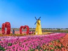 13个赏花点！来东莞看繁花盛开！