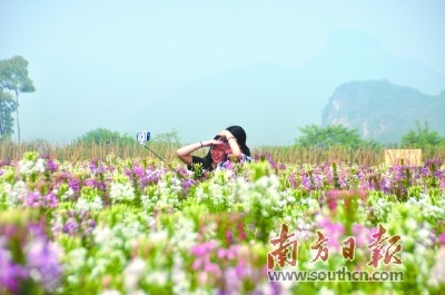 醉蝶花芬芳迷人。