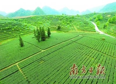 英红镇万亩茶园。