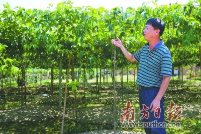 黄塘村下一批百香果将在近日上市。陈咏怀 摄
