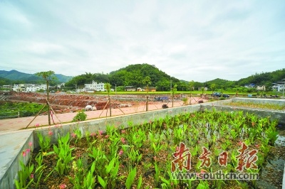 “三清理、三拆除、三建立、一美化”推进环境整治和美丽村庄的建设。图为白沙村污水处理池。何森垚 摄