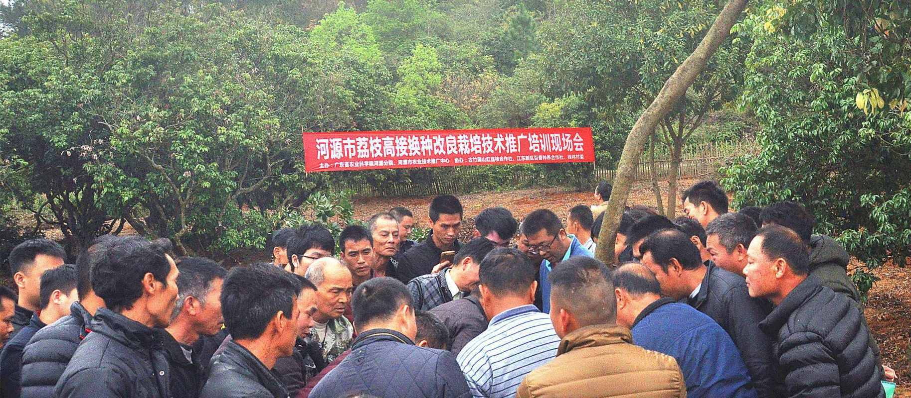广东省农科院河源分院举办荔枝高接换种现场会。