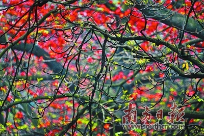 陈俊生擅拍木棉，通过运用虚与实的摄影技巧，展示广州市花的热情和奔放，作品热烈、构图唯美。