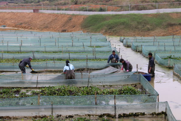 村民正在打捞水蛭。 村民正在打捞水蛭。