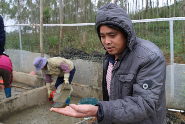 该种水蛭只吃田螺,即使放在手上也不会吸血。 该种水蛭只吃田螺,即使放在手上也不会吸血。