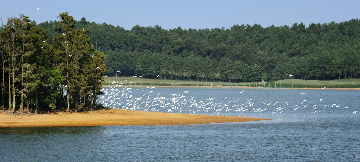 美的·鹭湖森林度假区傍晚常常上演百鸟归巢的壮阔景观。（区健星摄）