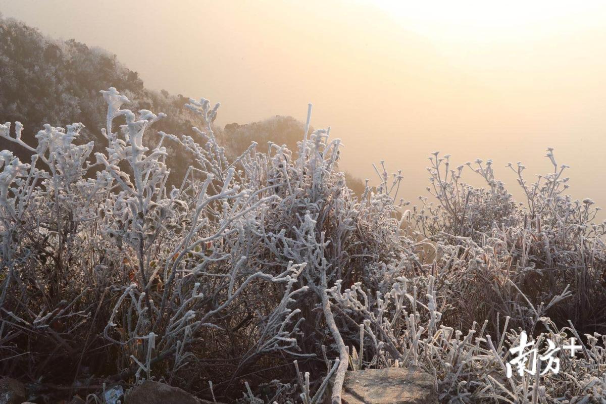 这里,是广东冬天会下雪的地方:今天凌晨四点,清远连山金子山风景区,不