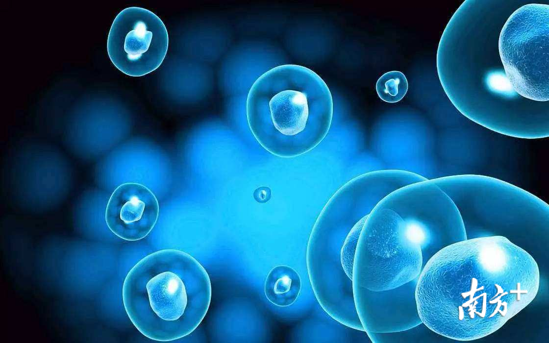 间充质干细胞。