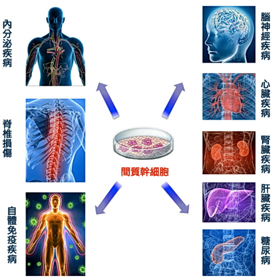 间质干细胞可治疗的疾病