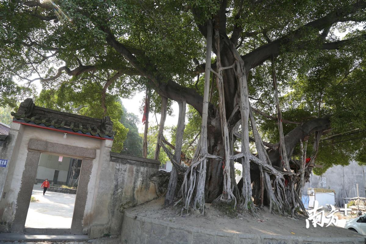 枫溪长美二村，一棵老榕树的须根被当地人整理成抱团的形状。